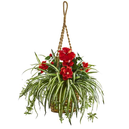 2.5ft. Hibiscus & Spider Plant in Hanging Basket